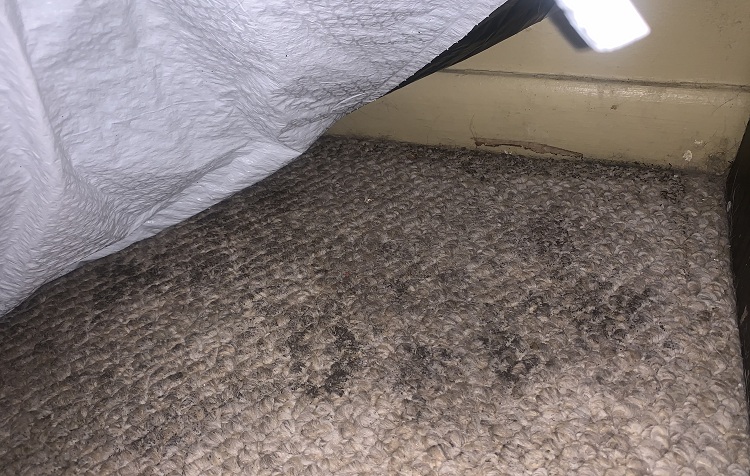 How To Tell If Your Carpet Has Mold 