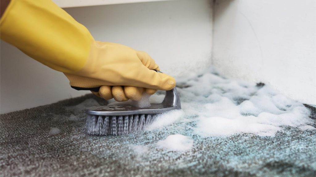 Your Guide To Removing Mold From Carpets