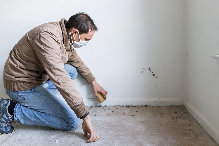 How To Remove Mold From Carpets 