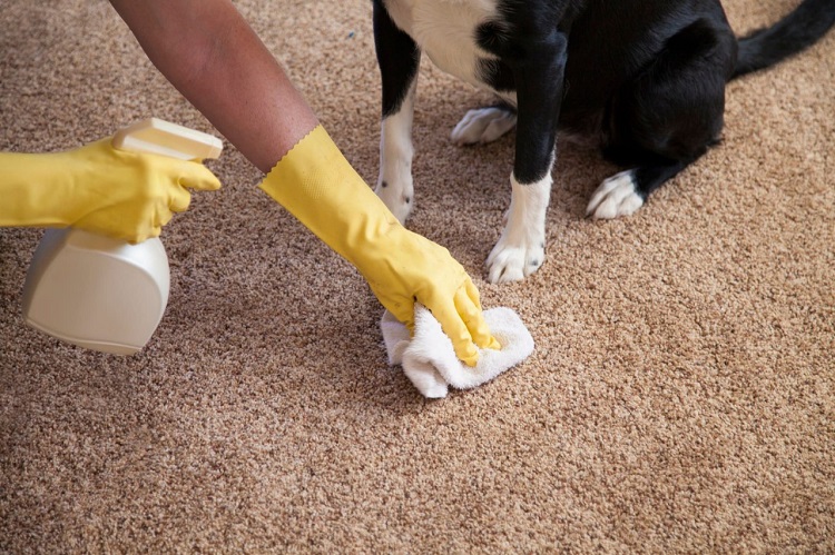 How To Test Carpet Sanitizing Solutions Before Use