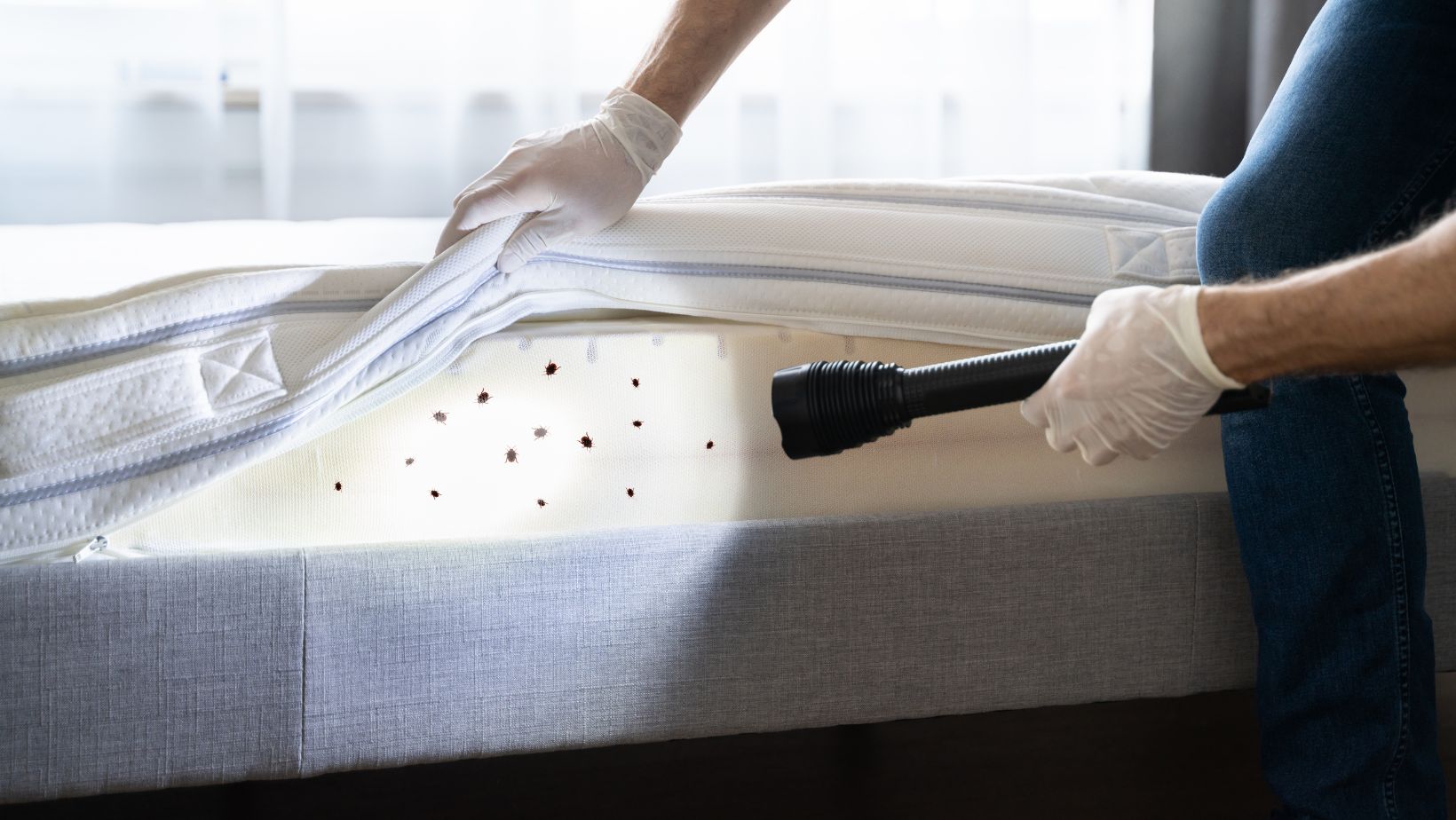 can you vacuum bed bugs
