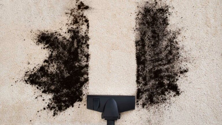 can you vacuum ants