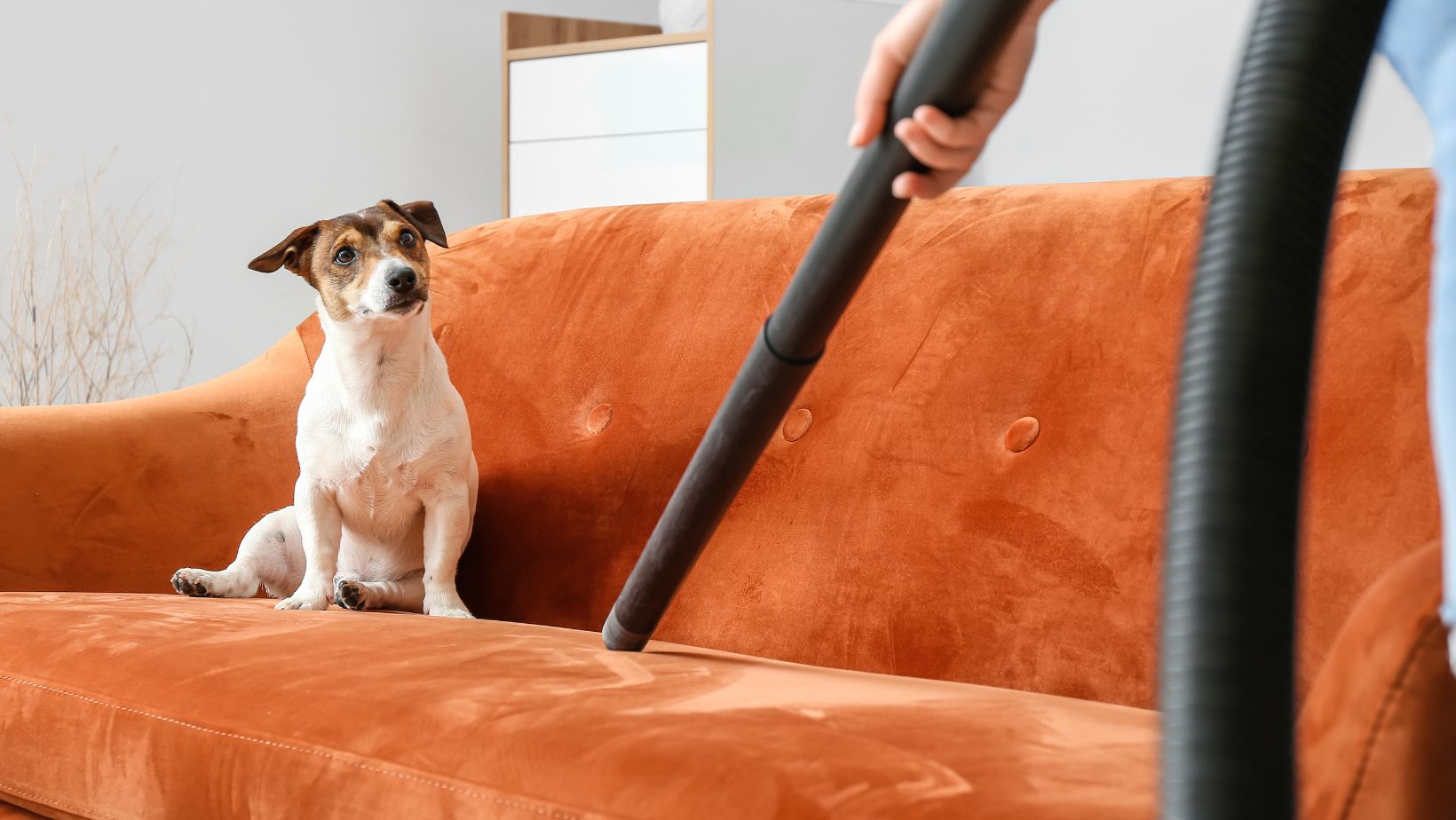 shark vacuum cleaners pet