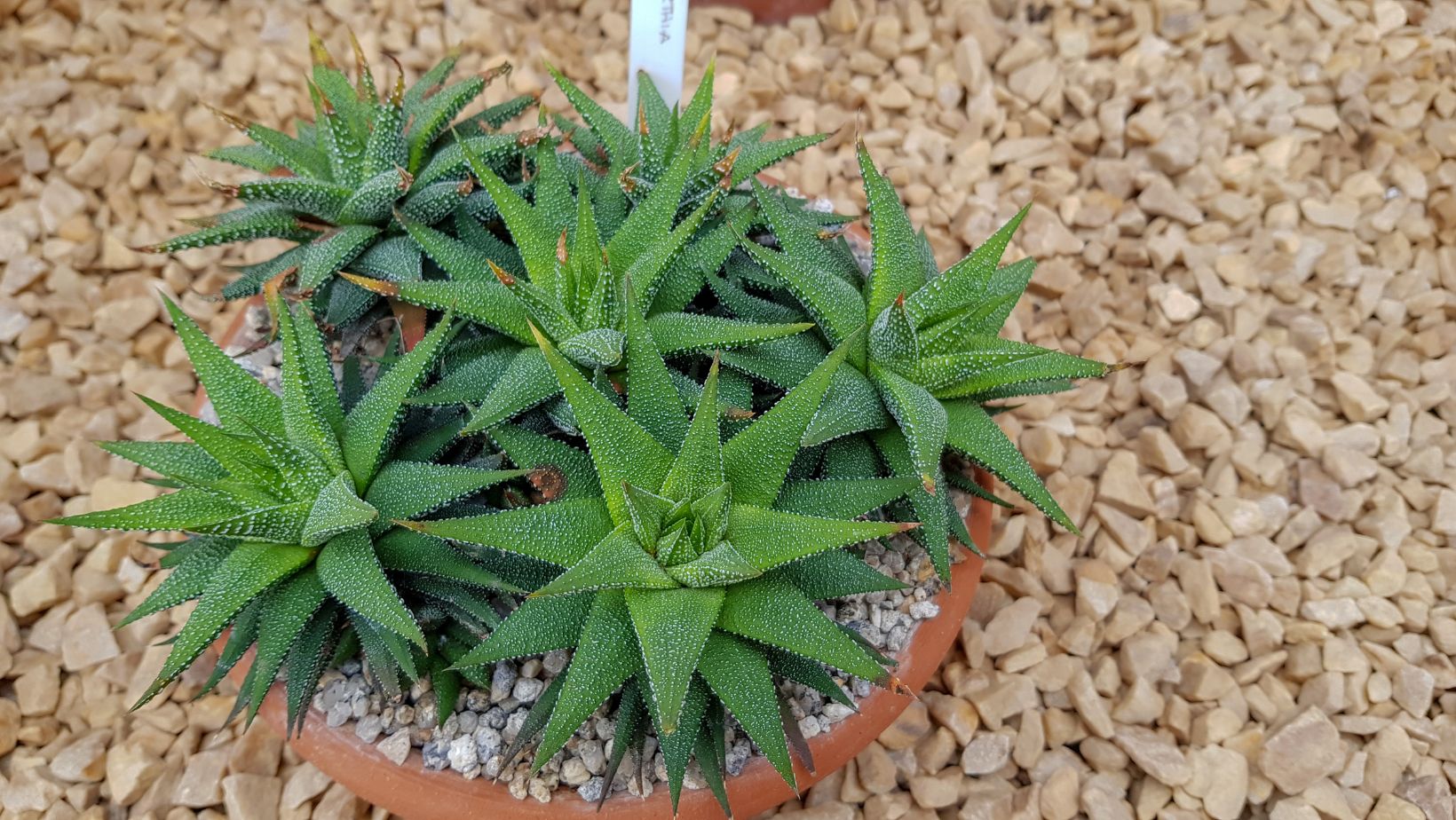 why have plants in the alpine biome adapted to survive on limited nutrients?