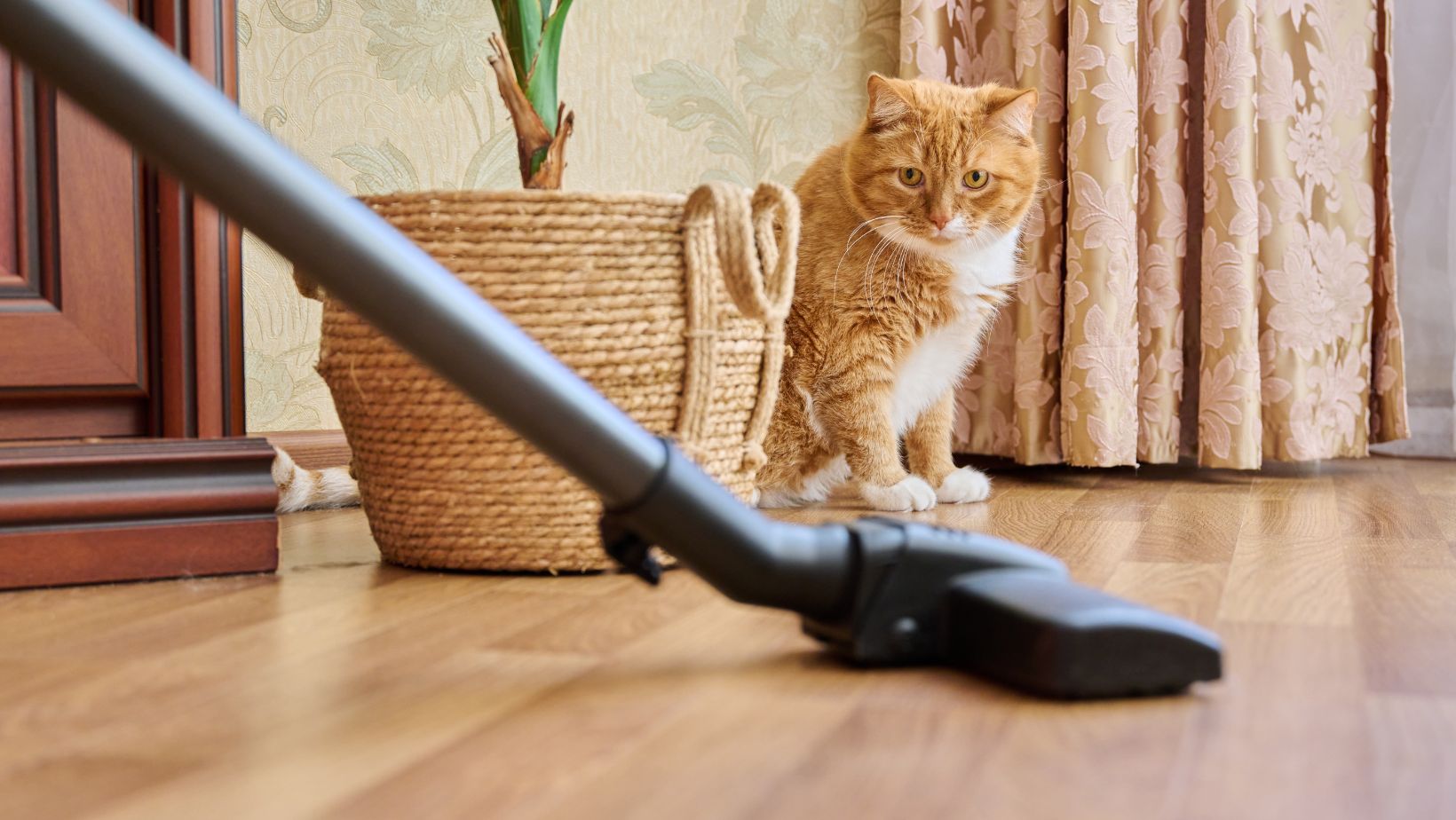 Shark Cordless Pet Pro Stick Vacuum Orange The Ultimate Cleaning Solution for Pet Owners