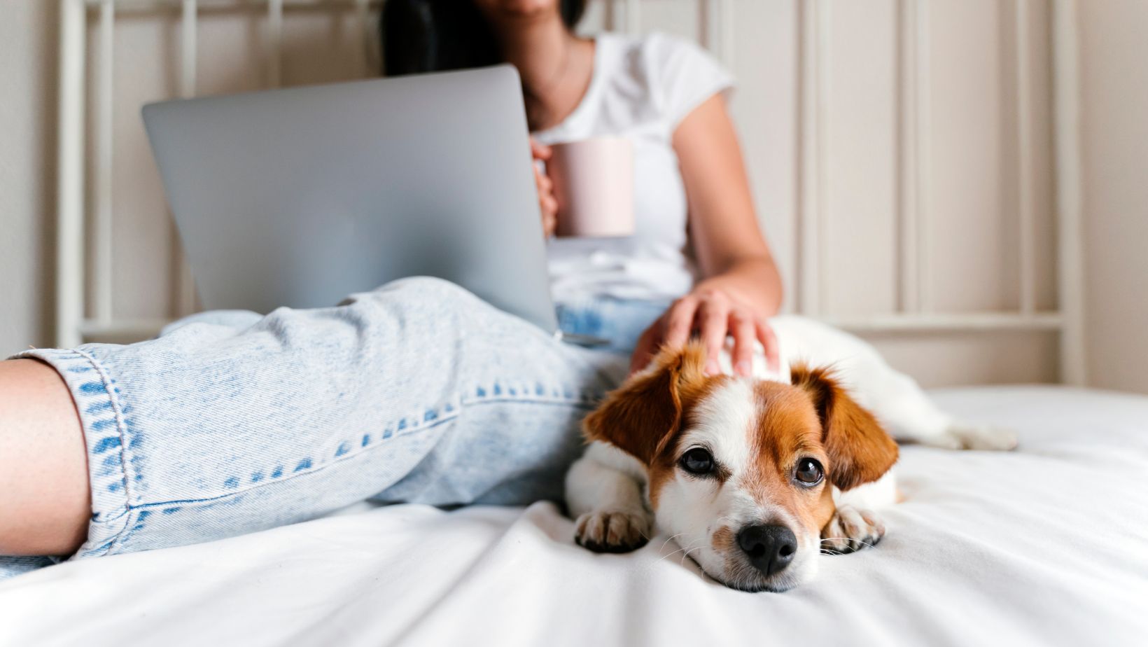 Shark Vacuum Not Connecting to WiFi Help Guide! Living Pristine