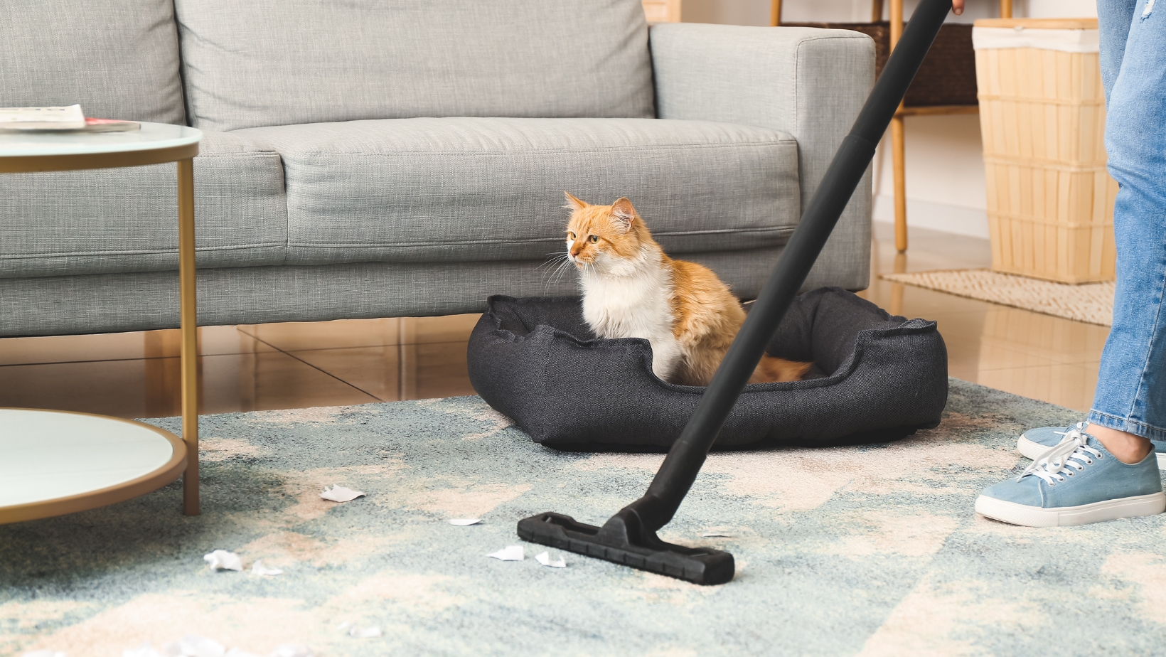 Bissell vs Shark Pet Vacuum - Which is the Best? - Living Pristine