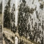 Mold, Mold, Mold in the House. How to Make it Disappear, Once And For All