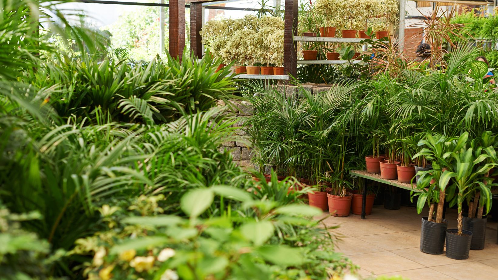 Finding Your Roots: How to Choose the Right Plant Nursery for Your Gardening Needs 10 Untitled design 2025 05 26T141742.978