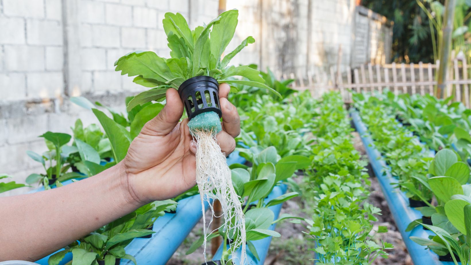 Bloom with Soil Free Farming: DIY Hydroponic Garden 10 Image3