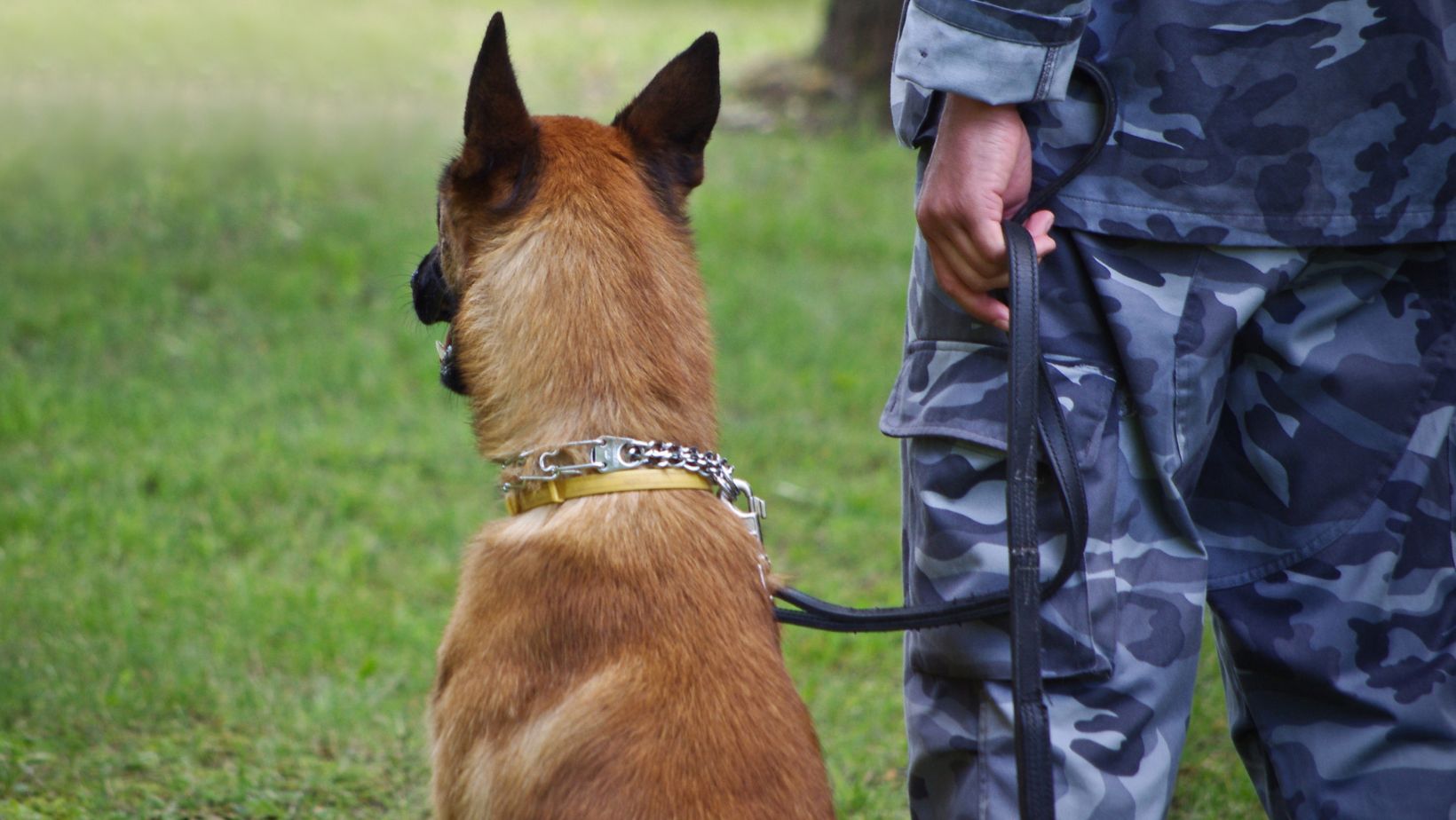 Guardians on Four Legs: How Protection Dog Training Enhances Your Family’s Safety 11 Image2