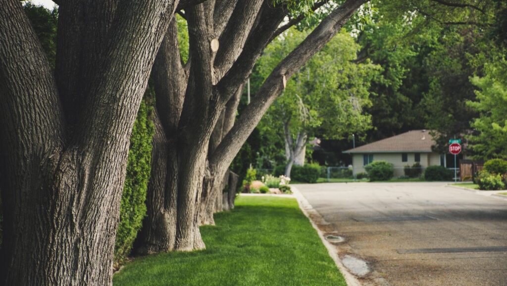 The Hidden Connection Between Tree Health and Your Home's Pristine Appearance 9 Untitled design 2025 10 27T101246.515