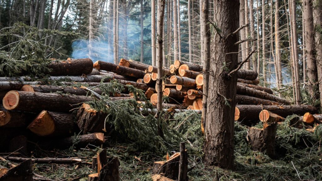 When Trees Become Troublemakers: How Strategic Removal Creates Cleaner Living Spaces 9 Untitled design 2025 10 27T102213.582