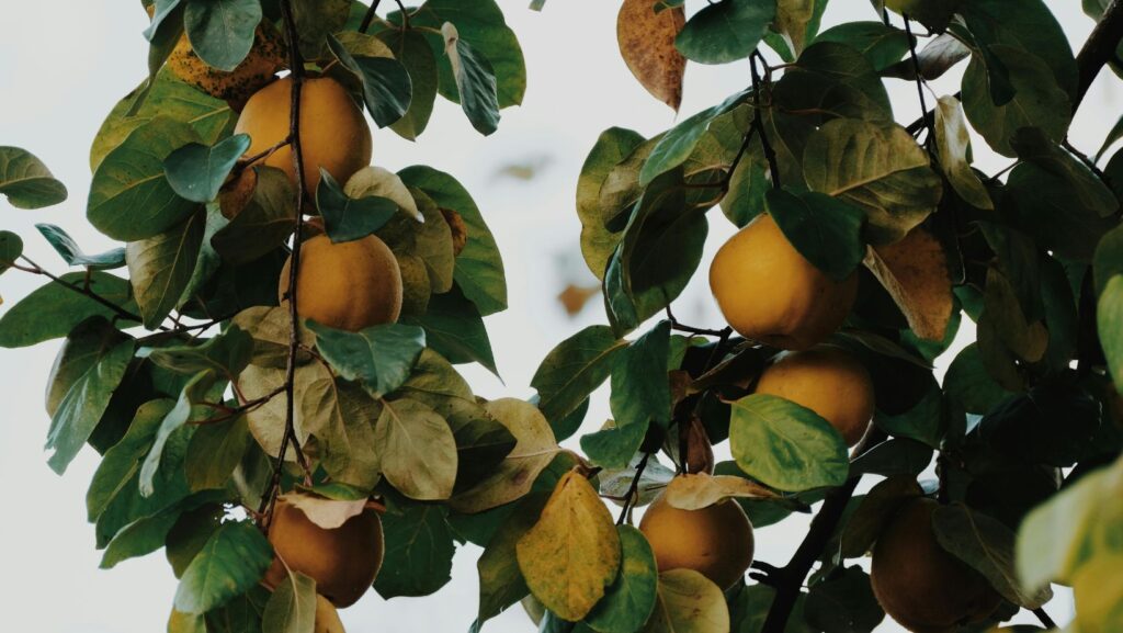 Step-by-Step Guide to Caring for Young Fruit Trees 8 Image 2025 11 08T144501.036