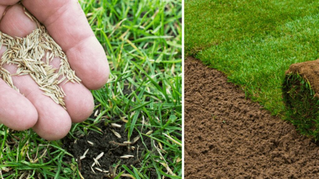 Grass Installation and Sod Replacement for Long-Lasting Lawns 8 Image 2025 12 13T100023.017