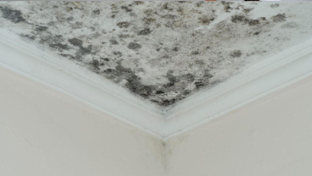 The Hidden Threat to Your Pristine Home: Navigating Mold in the Pacific Northwest 8 Untitled design 95